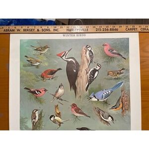 Vintage‎ Winter Birds Print Chart Poster 60s MCM Ned Smith PA Game Commission